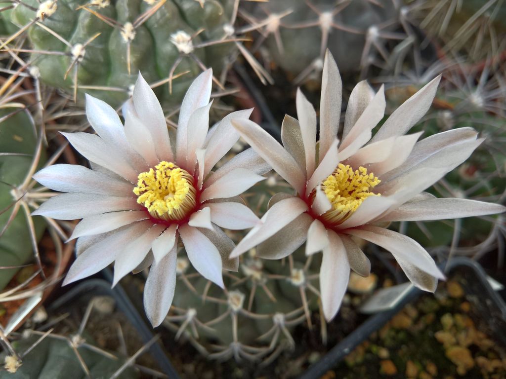 Gymnocalycium ochoterenai LF 12